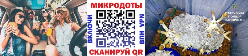 Галлюциногенные грибы Psilocybe Себеж